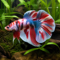 Betta spl. male double tail koi XL — tropical fish for sale UK — AI natural aquarium view