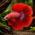 Betta spl. male double tail red XL — tropical fish for sale UK — AI hero driftwood view