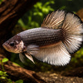 Betta spl. male giant dragon copper XL — tropical fish for sale UK — AI hero driftwood view