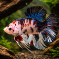 Betta spl. male giant koi 6 - — tropical fish for sale UK — AI hero driftwood view