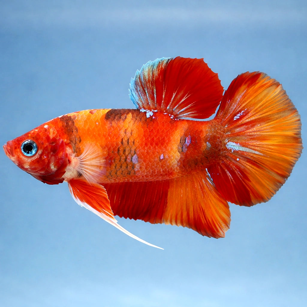 Betta spl. male Giant Nemo 4 - — tropical fish for sale UK — AI side clean view