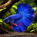 Betta spl. male halfmoon blue XL — tropical fish for sale UK — AI hero driftwood view