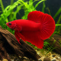 Betta spl. male halfmoon plakat super red L — tropical fish for sale UK — AI natural aquarium view