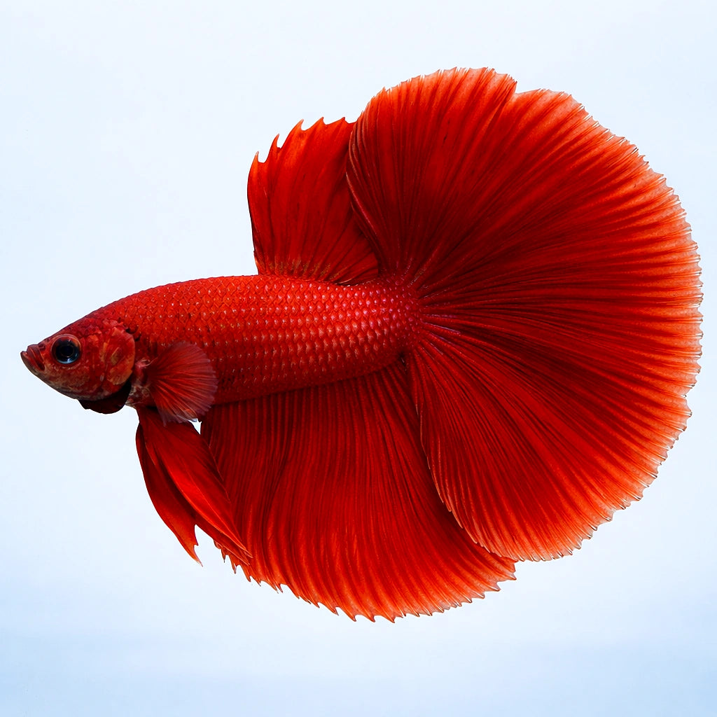Betta spl. male halfmoon red XL — tropical fish for sale UK — AI side clean view