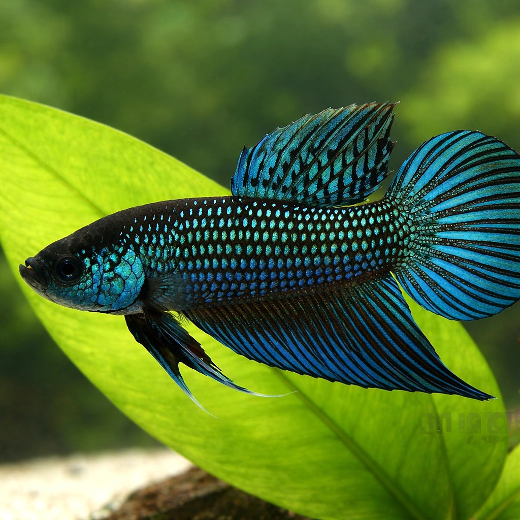 Betta spl. male Mahachaiensis XL — tropical fish for sale UK — AI scale plant view