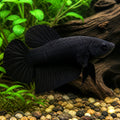 Betta spl. male plakat black - Betta Fish for Sale UK — tropical fish for sale UK — AI natural aquarium view