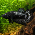 Betta spl. male plakat Black star XL — tropical fish for sale UK — AI natural aquarium view
