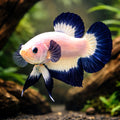 Betta spl. male plakat Blue rim XL — tropical fish for sale UK — AI hero driftwood view