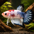 Betta spl. male plakat fancy color mix L — tropical fish for sale UK — AI hero driftwood view