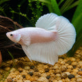 Betta spl. male plakat halfmoon platinum - Betta Fish for Sale UK — tropical fish for sale UK — AI natural aquarium view