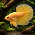 Betta spl. male plakat halfmoon yellow L — tropical fish for sale UK — AI hero driftwood view