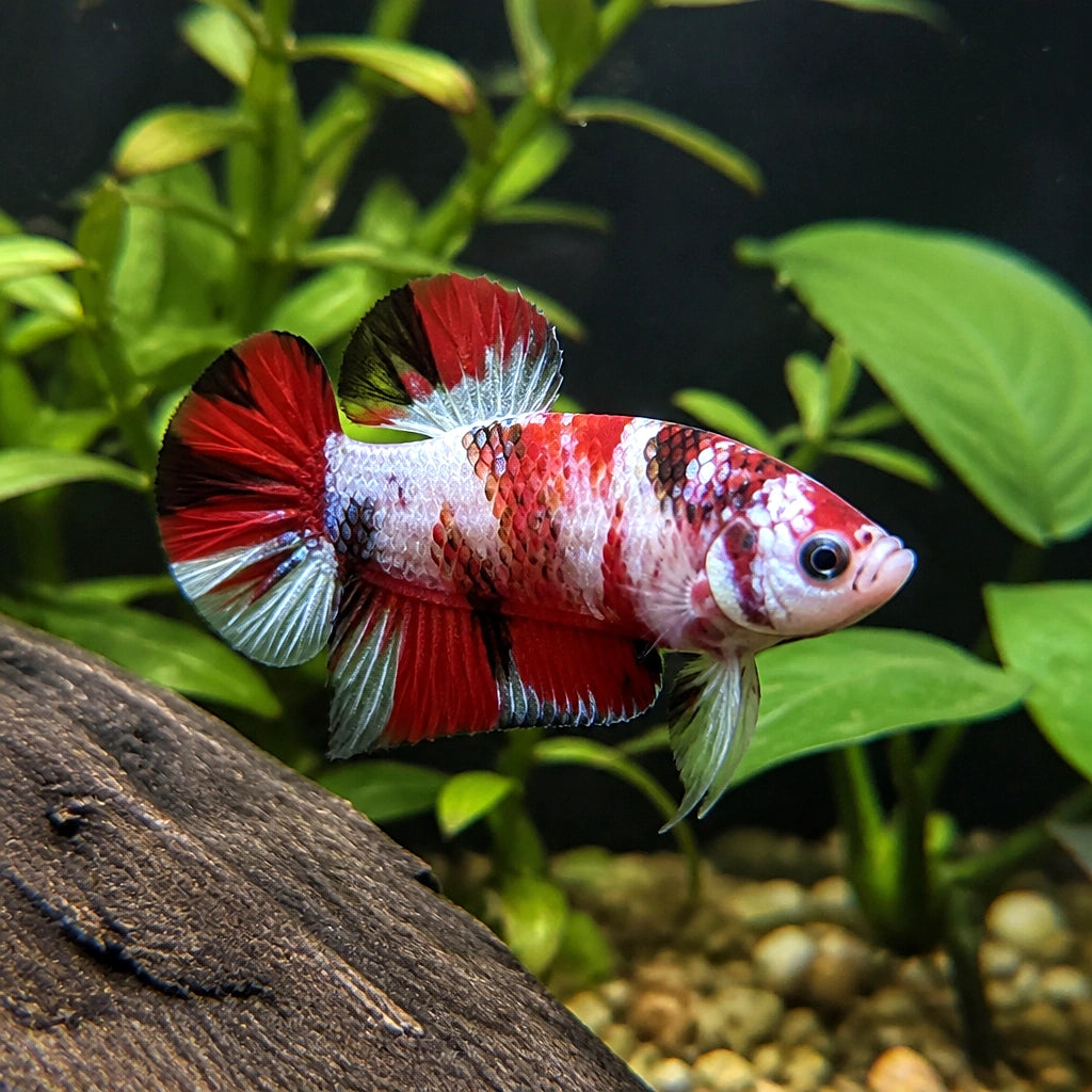 Betta spl. male short tail nemo XL — tropical fish for sale UK — AI natural aquarium view