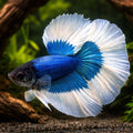 Betta spl. male SuperDelta Butterfly XL — tropical fish for sale UK — AI hero driftwood view
