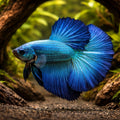 Betta spl. male SuperDelta green XL — tropical fish for sale UK — AI hero driftwood view