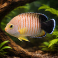 Bibespield Pygmy Angel M — tropical fish for sale UK — AI hero driftwood view