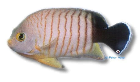 Bibespield Pygmy Angel Centropyge eibli dwarf marine angelfish size M 14cm