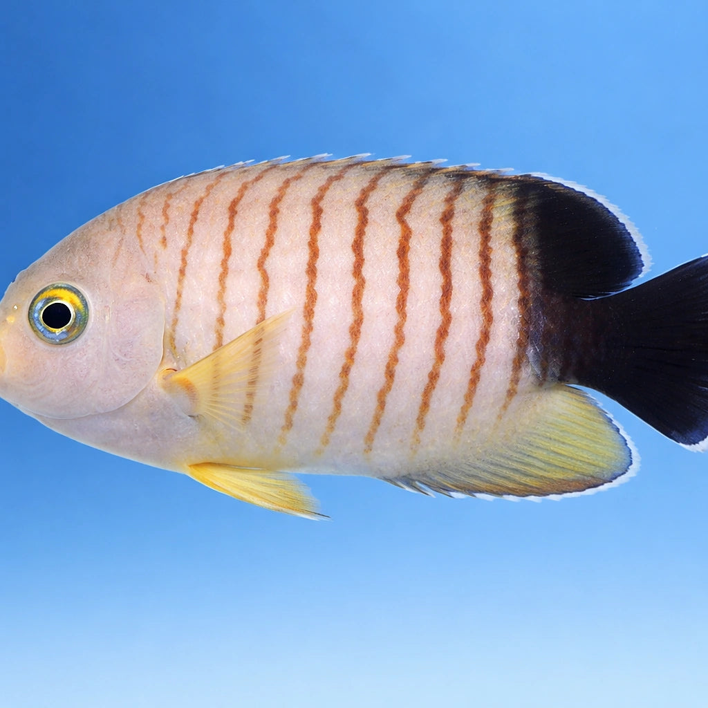 Bibespield Pygmy Angel M — tropical fish for sale UK — AI side clean view