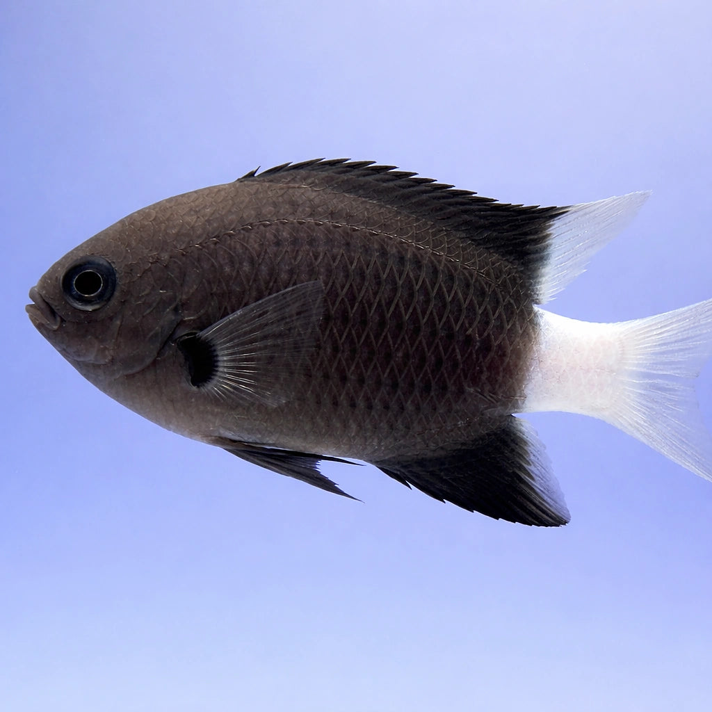  — tropical fish for sale UK — AI side clean view