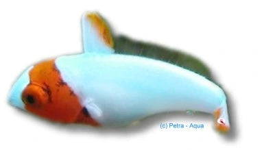Bicolour parrotfish Bolbometopon marine fish size M 80-90 cm