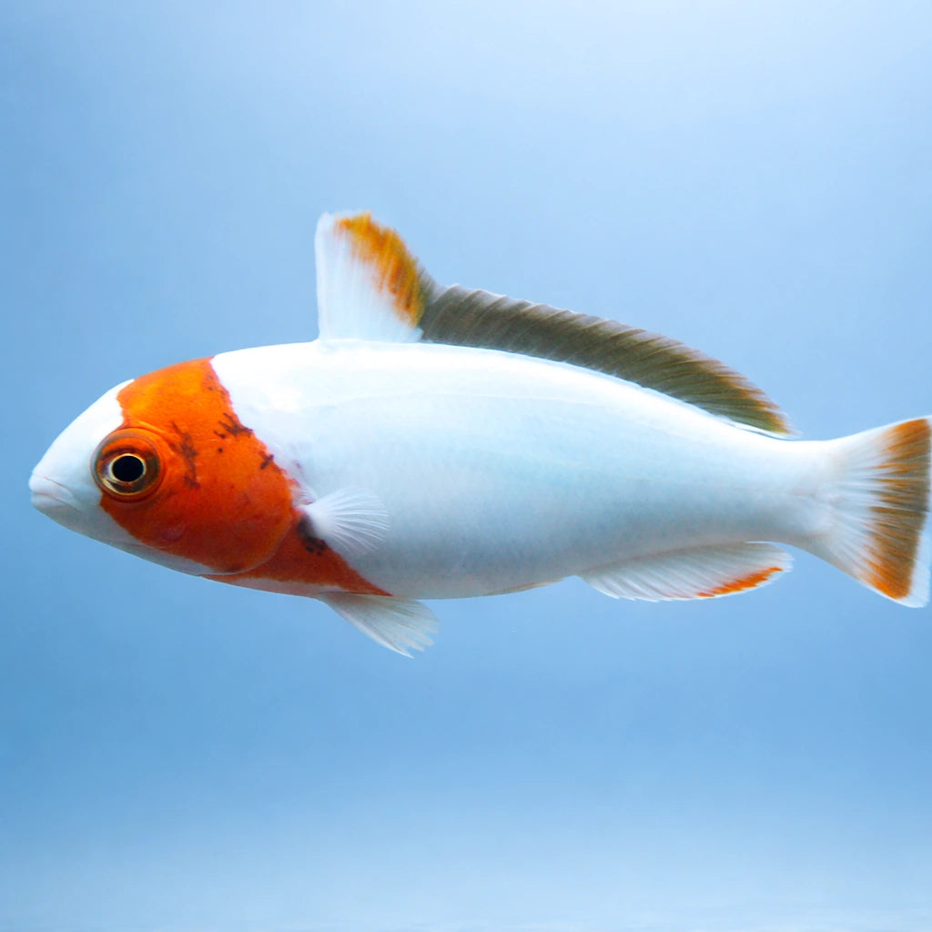 Bicolour Parrotfish M — tropical fish for sale UK — AI side clean view