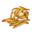 bird mealworms — Vivarium Animal Food for sale UK