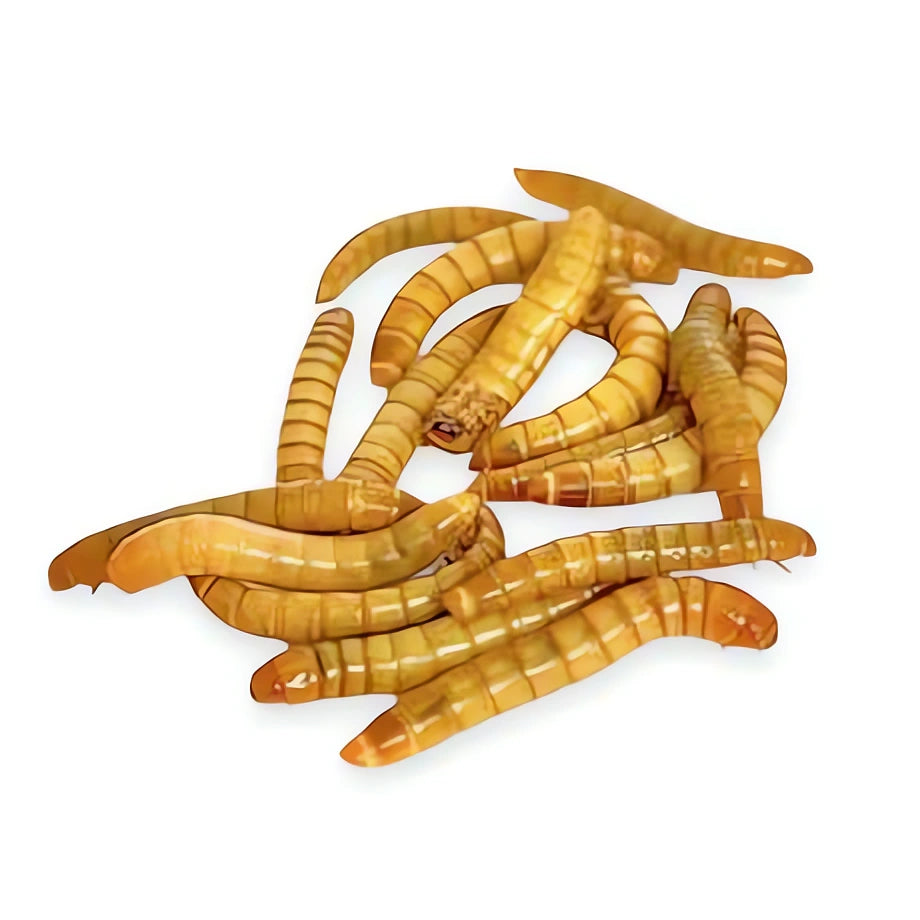 bird mealworms — Vivarium Animal Food for sale UK