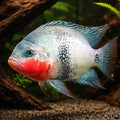 Black Belt Cichlid — tropical fish for sale UK — AI hero driftwood view