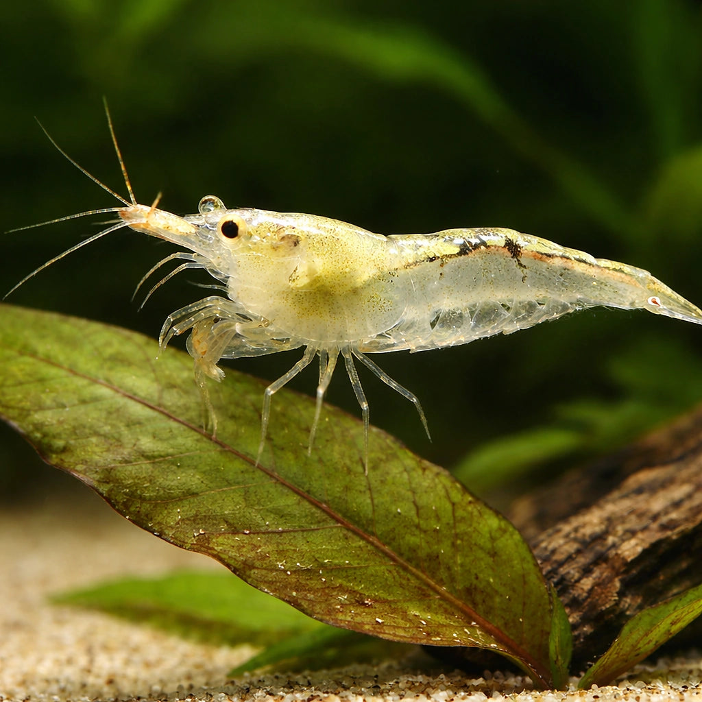  — tropical fish for sale UK — AI scale plant view