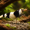 Black Crystal — Shrimp for sale UK — AI hero driftwood view
