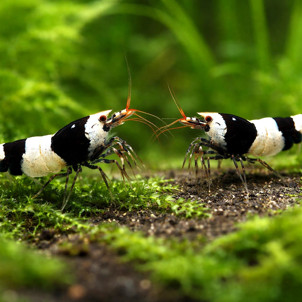 Black Crystal — Shrimp for sale UK — AI pair planted view