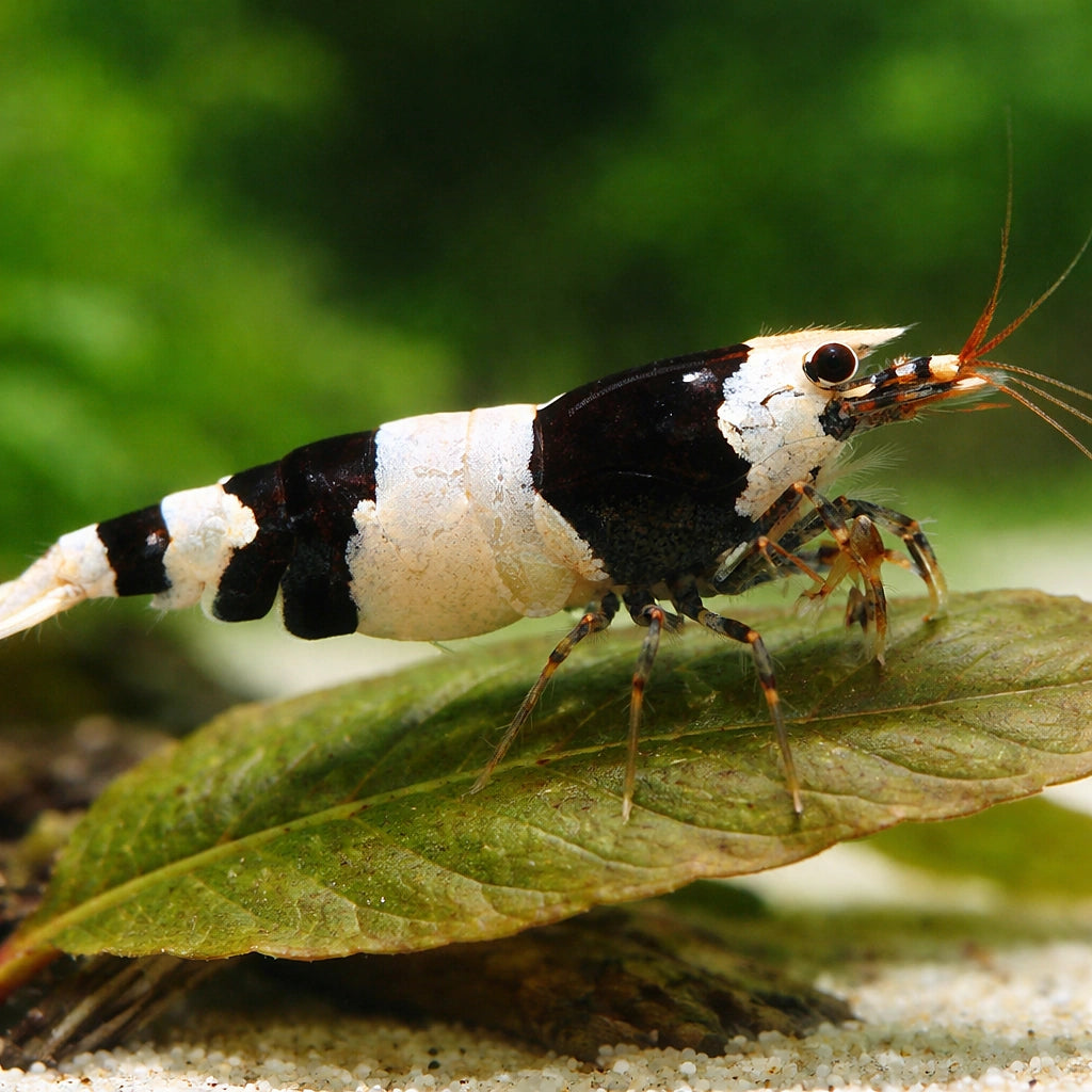 Black Crystal — Shrimp for sale UK — AI scale plant view