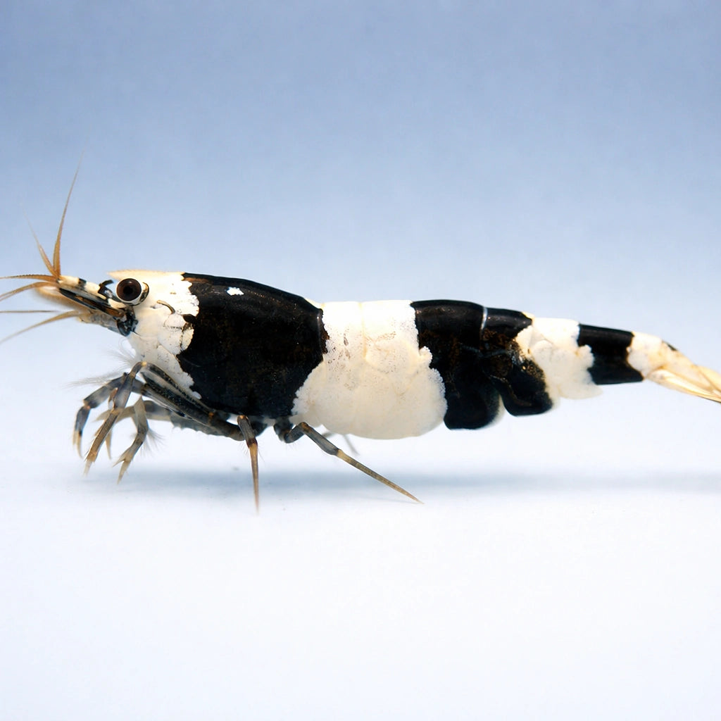 Black Crystal — Shrimp for sale UK — AI side clean view