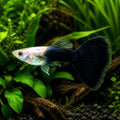 Black Male Guppy — tropical fish for sale UK — AI natural aquarium view