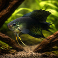 Black Paradise Fish — tropical fish for sale UK — AI hero driftwood view