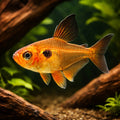  — tropical fish for sale UK — AI hero driftwood view