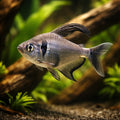 Black Phantom — South American Tetra for sale UK — AI hero driftwood view