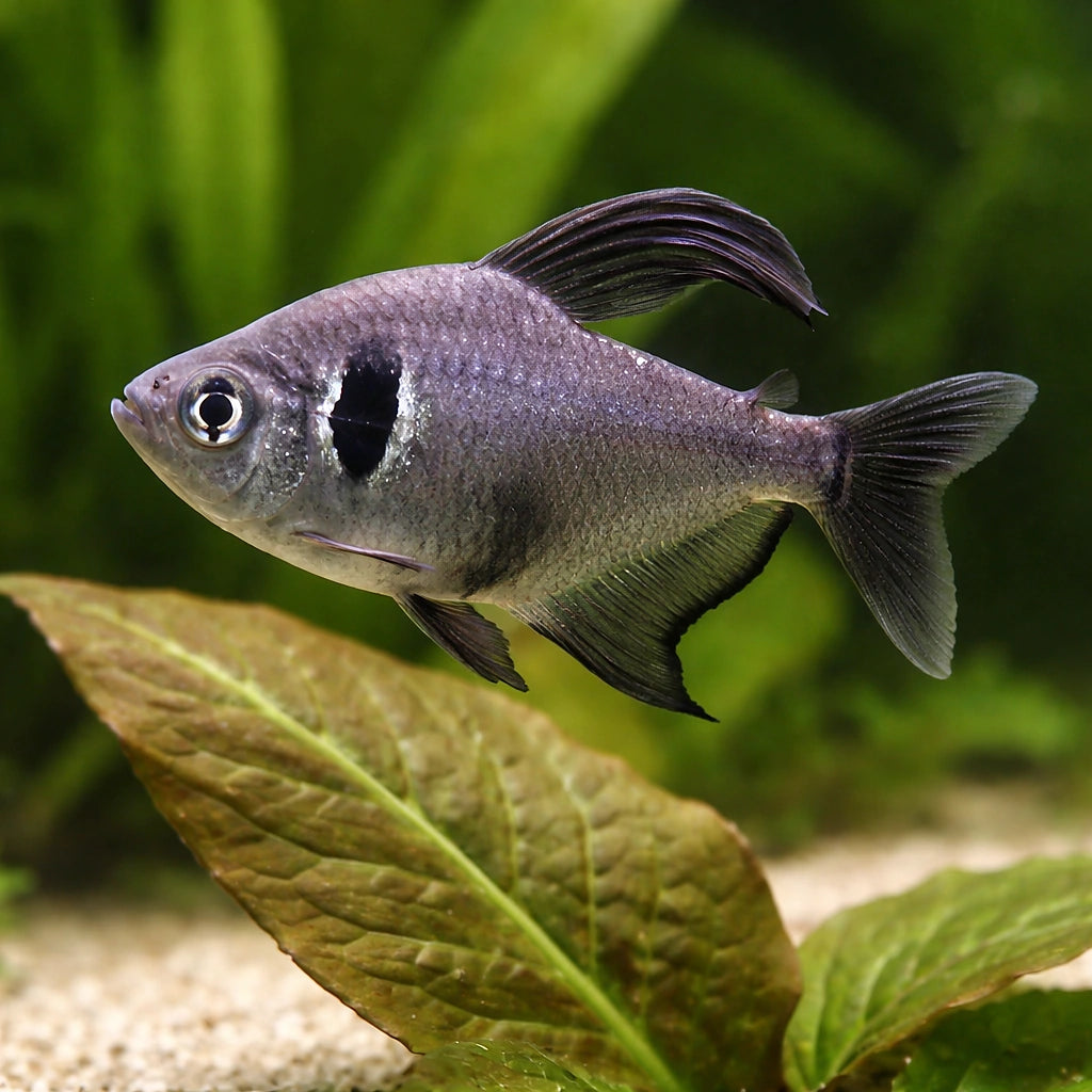 Black Phantom — South American Tetra for sale UK — AI scale plant view