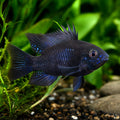 Black Ram Dwarf Cichlid (Mikrogeophagus ramirezi) — AI natural aquarium view