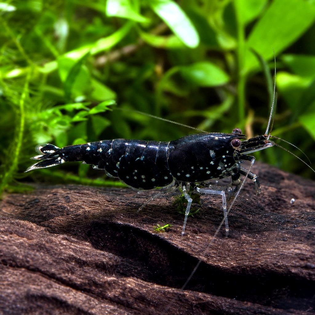 Black Rilli Shrimp (Neocaridina davidi) — AI natural aquarium view