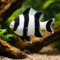 Blacktail Humbug Damselfish M — tropical fish for sale UK — AI hero driftwood view