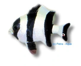 Blacktail humbug damselfish Dascyllus melanurus M size with bold black tail markings in a marine aquarium