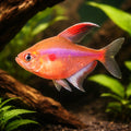 — tropical fish for sale UK — AI hero driftwood view