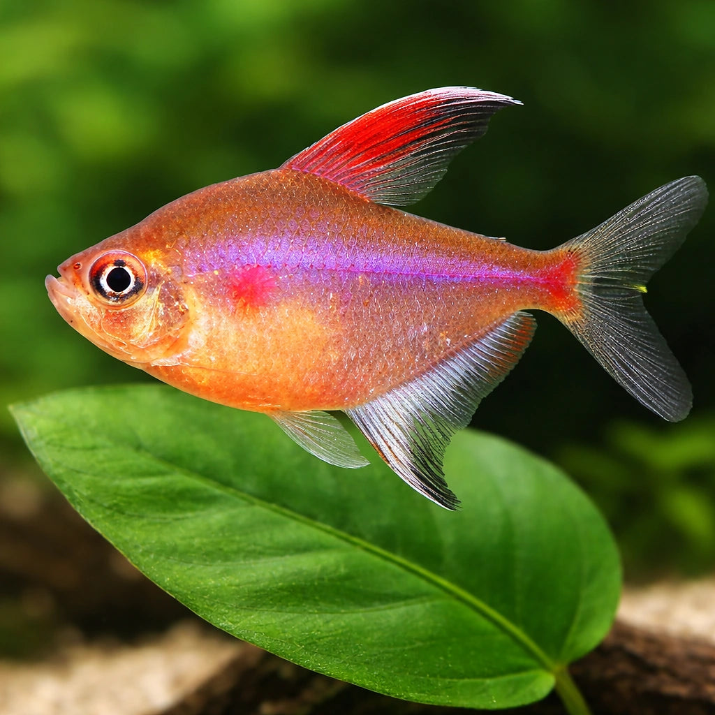  — tropical fish for sale UK — AI scale plant view