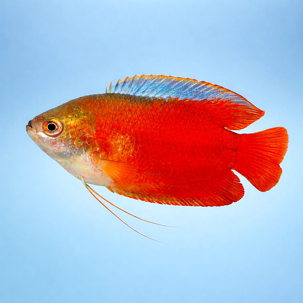 Blood Red — Labyrinth Fish &amp; Gouramis for sale UK — AI side clean view