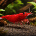 Bloody Mary — Shrimp for sale UK — AI hero driftwood view