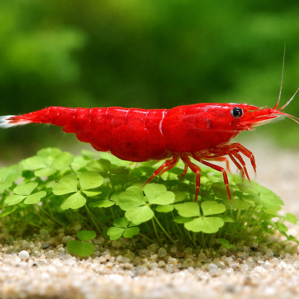 Bloody Mary — Shrimp for sale UK — AI scale plant view