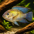 Blue Acara — tropical fish for sale UK — AI hero driftwood view