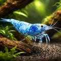 Blue Bolt — Shrimp for sale UK — AI hero driftwood view