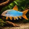 Blue Botia, Orange-Finned L — tropical fish for sale UK — AI hero driftwood view