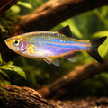 Blue Danio, Kerr`s Danio — tropical fish for sale UK — AI hero driftwood view